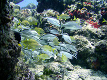 scuba diving puero aventuras